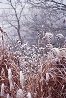 Foeniculum: Fennel