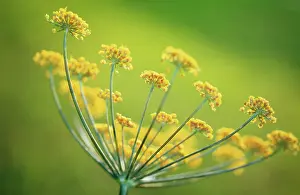 Foeniculum: Fennel