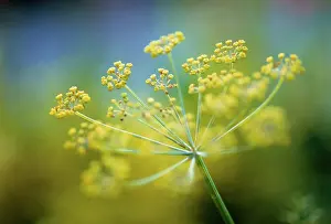 Foeniculum: Fennel