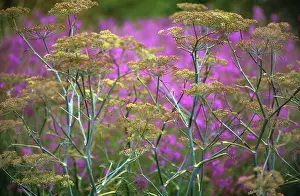 Foeniculum: Fennel
