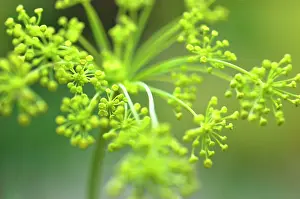 Foeniculum: Fennel