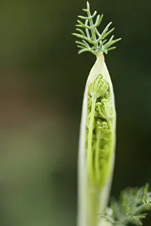 Foeniculum: Fennel