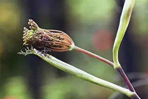 Aloe: Fennel