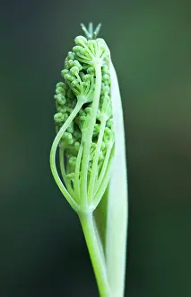 Foeniculum: Fennel