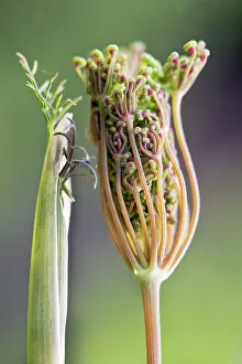 Aloe: Fennel