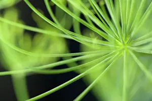 Foeniculum: Fennel