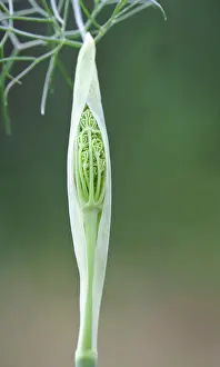 Flavoring: Fennel