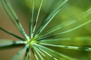 Foeniculum: Fennel