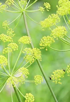 Flavoring: Fennel
