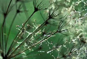 Foeniculum: Fennel