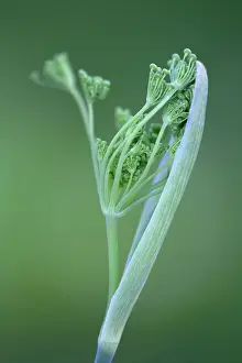 Foeniculum: Fennel