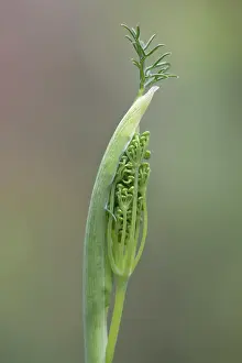 Foeniculum: Fennel