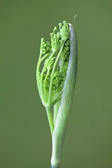 Foeniculum: Fennel