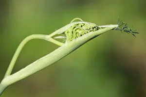 Foeniculum: Fennel