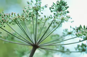 Foeniculum: Fennel