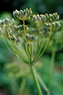 Foeniculum: Fennel