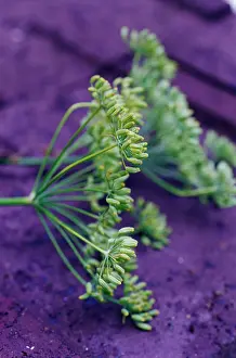 Foeniculum: Fennel
