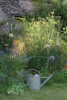 Foeniculum: Fennel