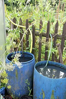 Butt: Fennel
