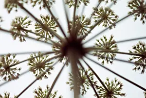 Aloe: Fennel