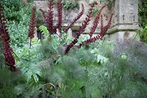 Aloe: Fennel