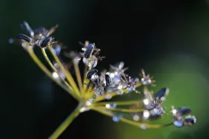 Foeniculum: Fennel
