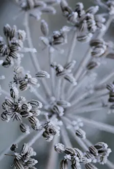 Foeniculum: Fennel