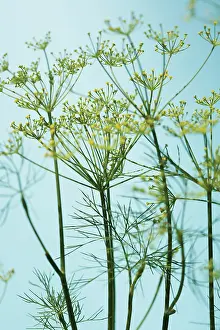 Flavoring: Fennel