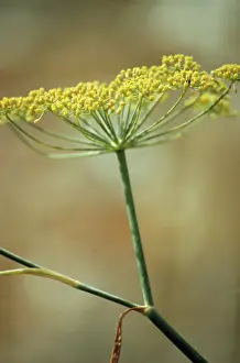 Foeniculum: Fennel