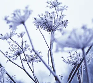 Maturing: Fennel