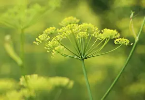 Foeniculum: Fennel