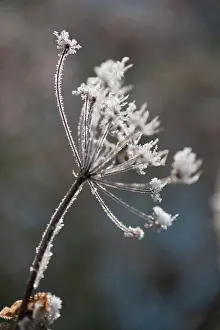 Mauritius: Fennel