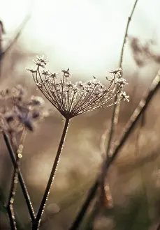 Fragile: Fennel