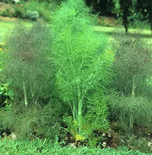 Smell: Fennel