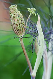 Vulgare: Fennel, Bronze fennel, Foeniculum vulgare Purpureum