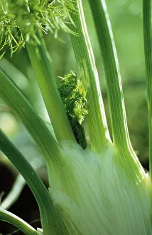 Foeniculum: Fennel bulb