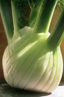 Foeniculum: Fennel bulb