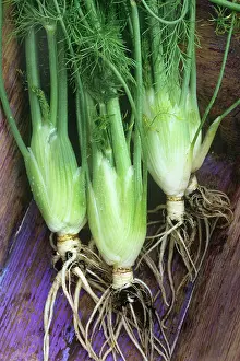 Foeniculum: Fennel bulb