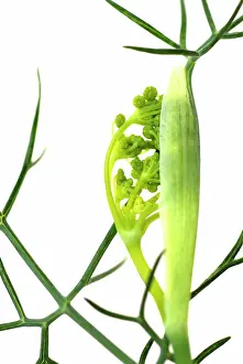 Flavoring: Fennel bulb