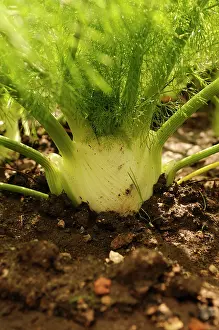 Foeniculum: Fennel bulb, Florence fennel