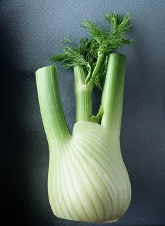 Foeniculum: Fennel bulb, Florence fennel