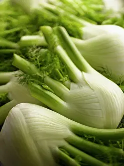 Foeniculum: Fennel bulb, Florence fennel, Foeniculum vulgare
