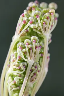 Foeniculum: Fennel flower bud opening, Norfolk UK
