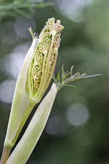 Opening: Fennel flower bud opening, Norfolk UK