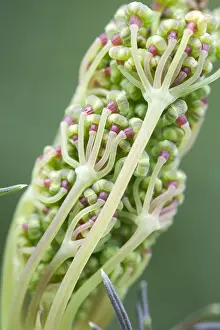 Opening: Fennel flower bud opening, Norfolk UK