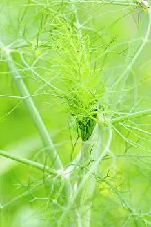 Foeniculum: Fennel, Foeniculum vulgare, Close up detail showing network