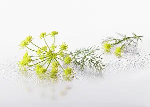 Foeniculum: Fennel, Foeniculum vulgare flowering umbel with