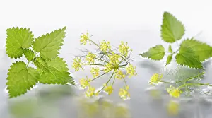 Foeniculum: Fennel, Foeniculum vulgare flowering umbel arranged
