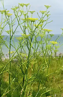 Foeniculum: Fennel - garden culinary herb