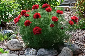 Paeonia: Fennel-leaved peony, Paeonia tenuifolia Rubra Flora